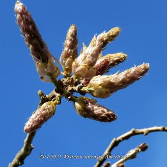 Wisteria sinensis 'Amethyst'