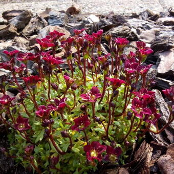 Saxifraga x arendsii 'ROCKIES Red'