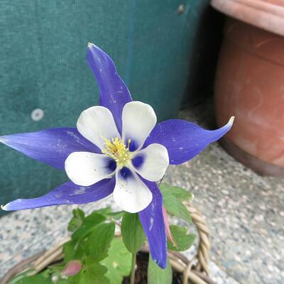 Aquilegia caerulea 'ORIGAMI Blue & White' - 