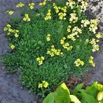 Erysimum 'Jubilee Gold' - 