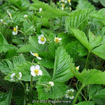 Fragaria vesca