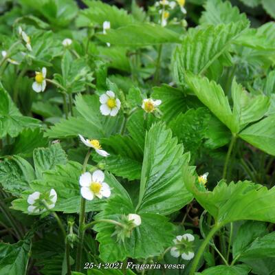 Fraisier des bois - Fragaria vesca