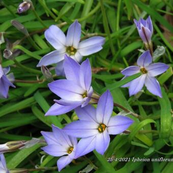 Ipheion uniflorum