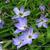 Ipheion uniflorum