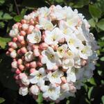 Viburnum carlesii - 