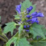 Ajuga incisa 'Blue Enigma' - 