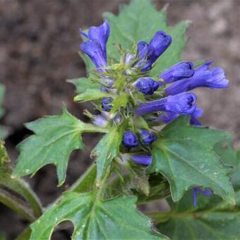 Ajuga incisa 'Blue Enigma'