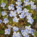 Veronica filiformis - 