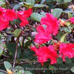 Rhododendron mollis (rood) - Rhododendron mollis (rood)