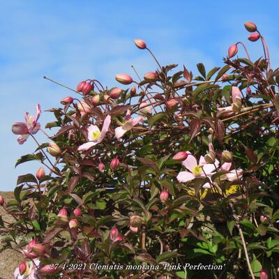 Clematis montana 'Pink Perfection' - 