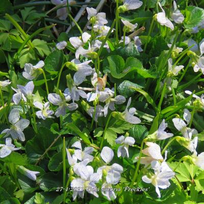 Viola sororia 'Freckles'