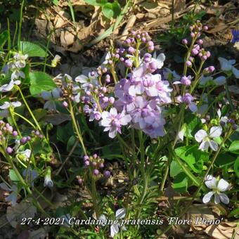 Cardamine pratensis 'Flore Pleno'