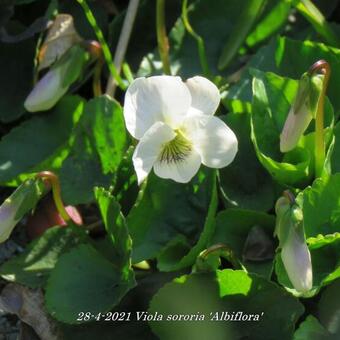 Viola sororia 'Albiflora'