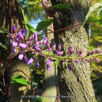 Wisteria sinensis 'Amethyst'