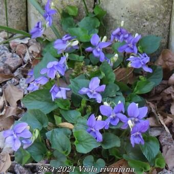 Viola riviniana