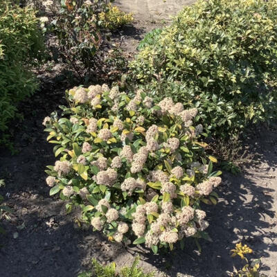 Viburnum tinus - Lorbeerblättriger Schneeball - Viburnum tinus