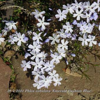 Phlox subulata 'Emerald Cushion Blue'