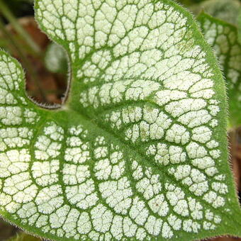 Brunnera macrophylla 'Sea Heart'