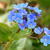 Brunnera macrophylla 'Sea Heart'