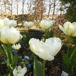 Tulipa 'Exotic Emperor' - 