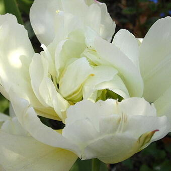 Tulipa 'Exotic Emperor'