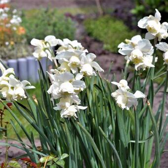 Narcissus 'White Marvel'