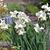 Narcissus 'White Marvel'