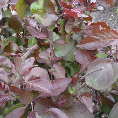 Malus sylvestris x 'Roter Zwerg' - 