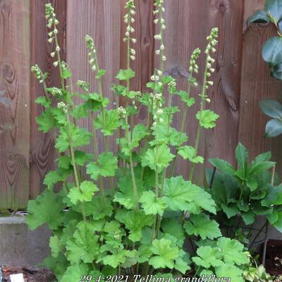 GERMANDRÉE - Tellima grandiflora