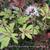 Tiarella cordifolia 'Spring Symphony'