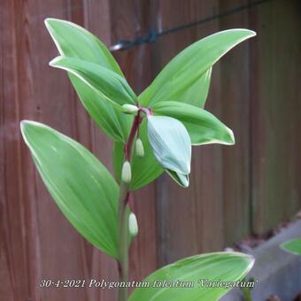 Polygonatum falcatum 'Variegatum'