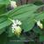 Maianthemum japonicum