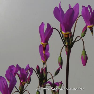 Giroselle - Dodecatheon meadia