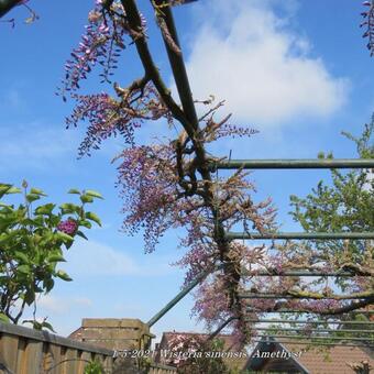 Wisteria sinensis 'Amethyst'