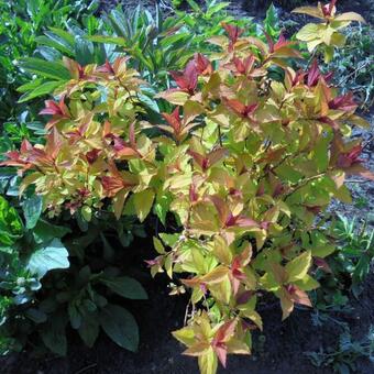 Spiraea japonica 'Magic Carpet'