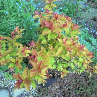 Spiraea japonica 'Magic Carpet'