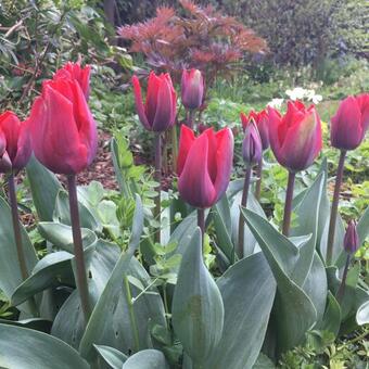 Tulipa 'Couleur Cardinal'