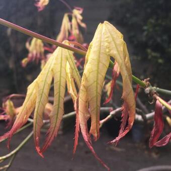 Acer palmatum 'First Ghost'