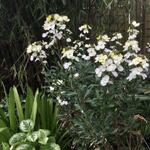 Erysimum 'Rysi Moon' - 