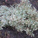 Pieris japonica 'Little Frosty' - 