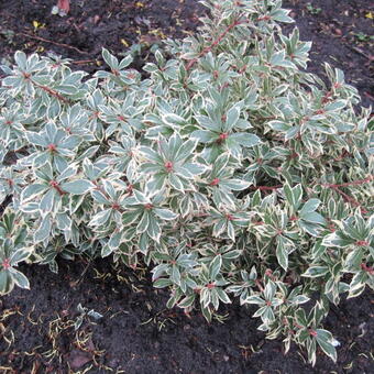 Pieris japonica 'Little Frosty'