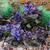 Ajuga reptans 'Black Scallop'