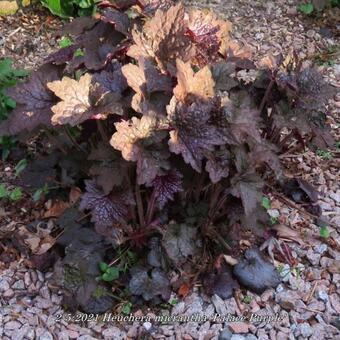 Heuchera micrantha 'Palace Purple'