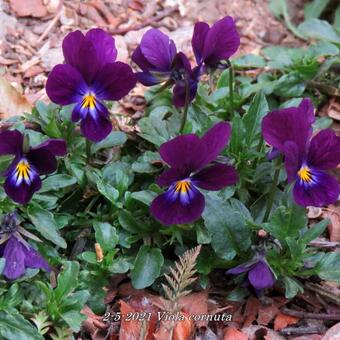 Viola cornuta