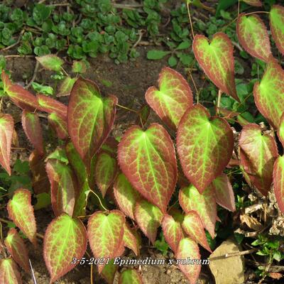 FLEUR DES ELFES , CHAPEAU D'ÉVÊQUE - Epimedium x rubrum