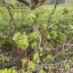 Tilia americana - Amerikanische Linde