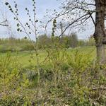 Tilia americana - Amerikanische Linde