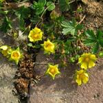 Potentilla neumanniana - Frühlings-Fingerkraut - Potentilla neumanniana