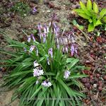 Hyacinthoides hispanica 'Rose' - 