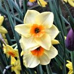 Narcissus Species - 